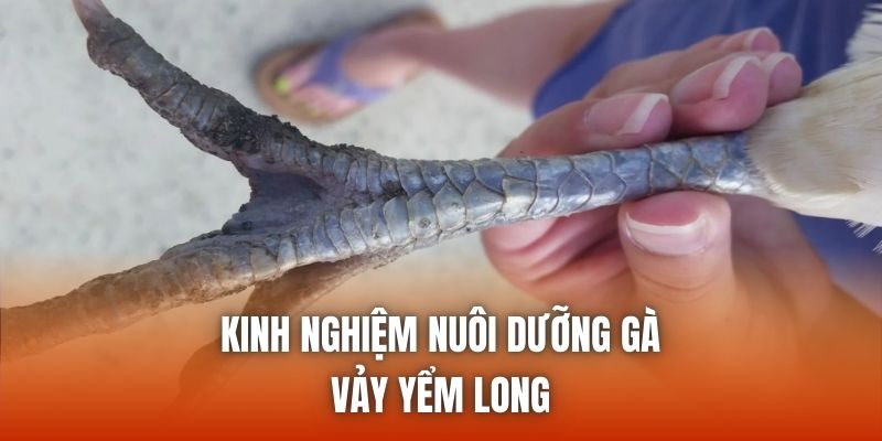 Kinh nghiệm nuôi dưỡng gà vảy yểm long